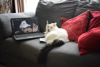 白色的猫躺在黑色皮革沙发
